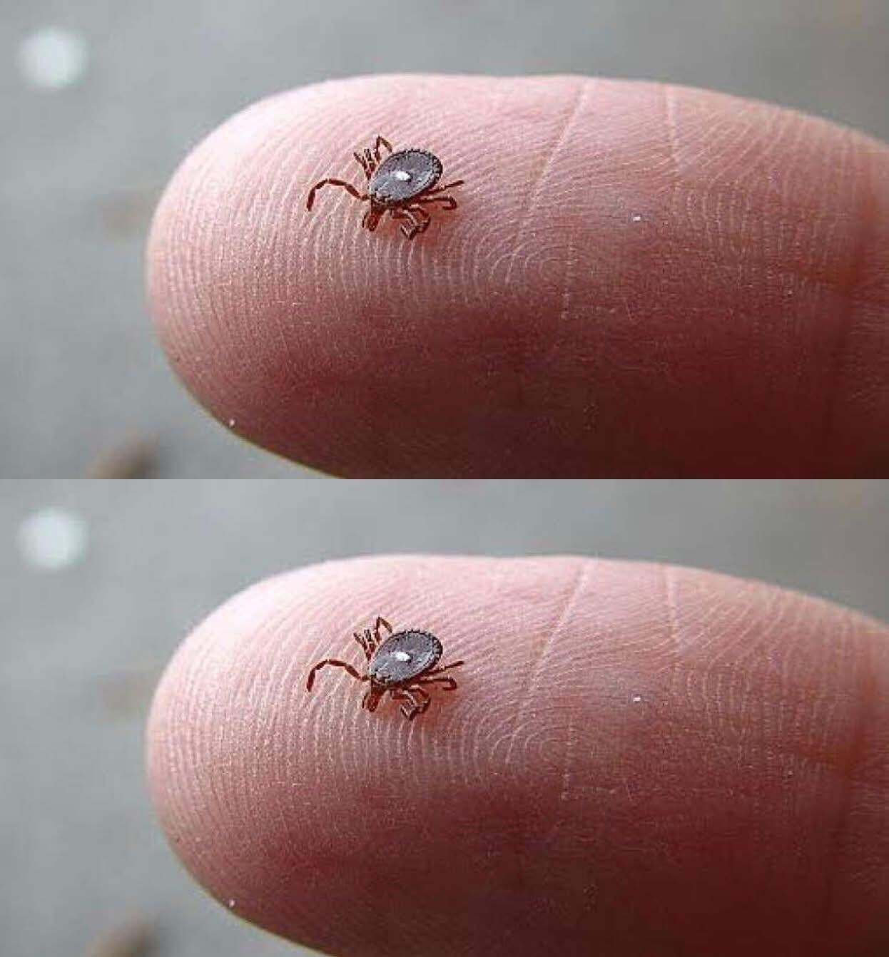 Here’s What to Do If You Spot a Lone Star Tick